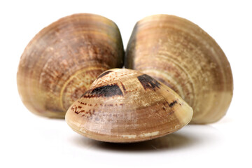 Clams on white background