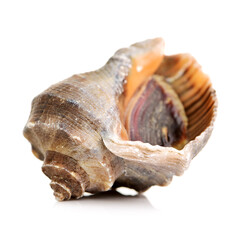 live conch on white background