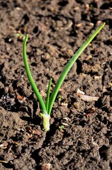 young onion sprout growing in soil early spring