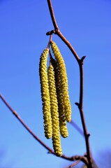 hazel tree pollen catkins in spring