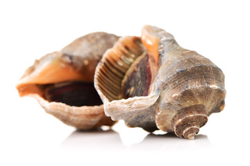 live conch on white background