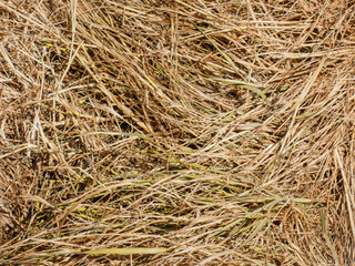 Dry grass on the floor / Hay/straw on the ground