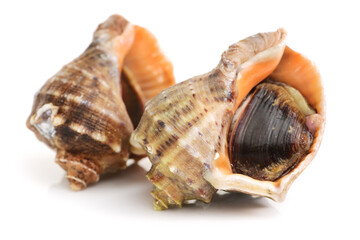 live conch on white background