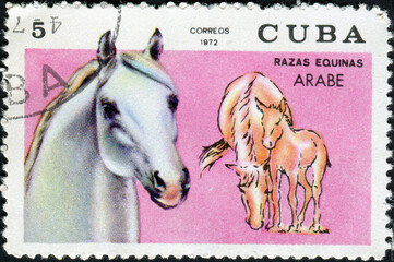 CUBA - CIRCA 1972: Postage stamp printed in Cuba shows horse Arabe