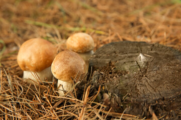 Small porcini mushrooms growing in forest, closeup