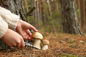Woman cutting porcini mushroom with knife in forest, closeup