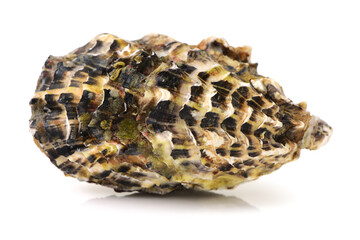 Fresh opened oyster on white background