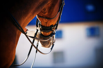 View from below as a rider's hand in a white glove holds a strong bay horse by the bridle,...