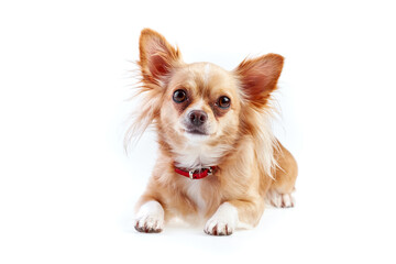 chihuahua puppy isolated on white