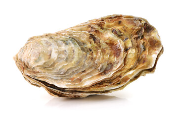 Fresh opened oyster on white background