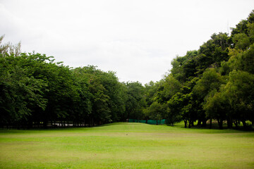 landscape with trees
