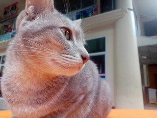 Grey color hair cat looking something in the distance keeping eyes and ears open. A portrait of a...