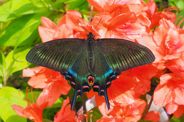 カラスアゲハ ミヤマカラスアゲハ　Chinese peacock Papilio dehaanii