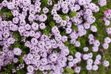 Thyme - Thyme beautiful spring purple small flowers