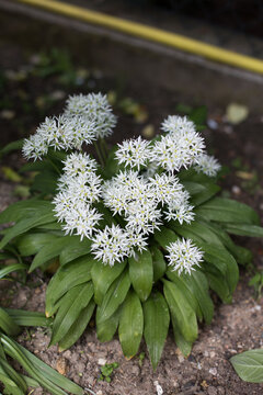 Bear garlic - beautiful white flowers of the herb