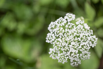 Ajwain, ajowan Trachyspermum ammi - a white field flower against a background of greenery 