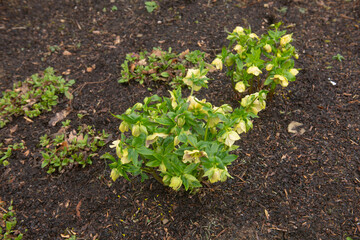 Winter Flowering Bright Yellow Flower Heads on a Lenten Rose or Hellebore (Helleborus x hybridus 'Harvington Yellow') Growing in a Herbaceous Border in a Garden in Rural Devon, England, UK