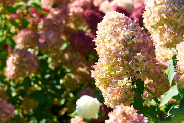 Pink flowers of hydrangea paniculata Vanilla Fraise in the garden. Spring time, summer sunny days. Postcard. Hydrangeas blooming. Blossom in garden. Selective focus, close up.