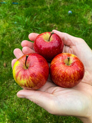 apple in hand