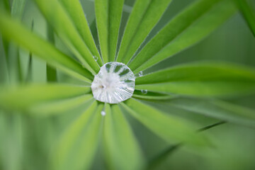 a drop of water on a lupine leaf 