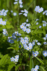 tiny blue forget-me-not flowers 