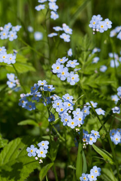 tiny blue forget-me-not flowers 