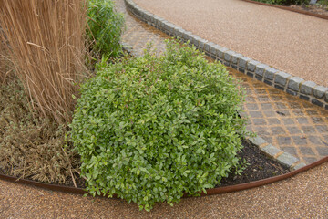 Lush Green Winter Foliage on a Pittosporum Shrub (Pittosporum tenuifolium 'Golf Ball') Growing in a...