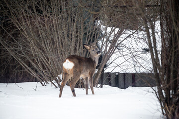 Roe deer, capreolus. Wild animals in backyard of house in winter.