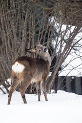 Obraz premium Roe deer, capreolus. Wild animals in backyard of house in winter.