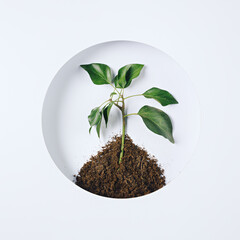 Plant tree growing seedling in soil on bright background. Creative spring agriculture farmers concept. Environmental stewardship and World Environment Day. Flat lay.