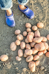 Young gardener working in summer garden and picking up organic vegetables	