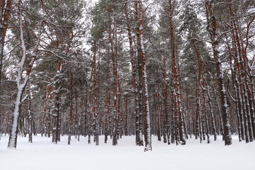 Fototapeta premium Picturesque view of beautiful forest covered with snow