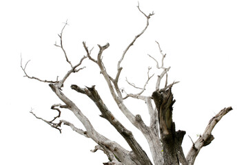 death tree isolated