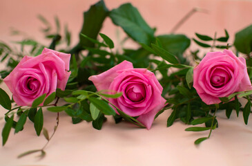 Summer blooming delicate roses on festive background, pastel and soft bouquet. Panoramic view: bouquet of roses, spring color. Horizontal border: buds, green leaves on pink background