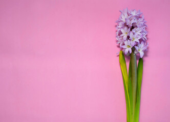 Naklejka premium Beautiful pink hyacinth common hyacinth, garden hyacinth or Dutch hyacinth blooms on soft pink background. Concept of hello spring. Minimum approval level. Copy space, top view, flat layout