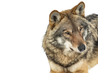portrait of gray wolf isolated on white background
