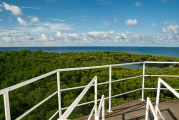 Fototapeta premium Lush green mangrove forest