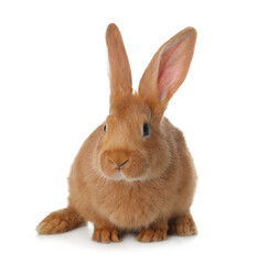 Fototapeta premium Cute bunny isolated on white. Easter symbol