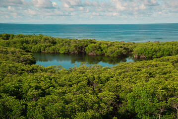 Fototapeta na wymiar Lush green mangrove forest