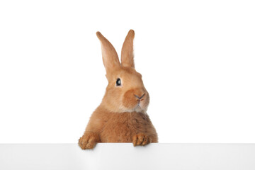 Cute bunny isolated on white. Easter symbol