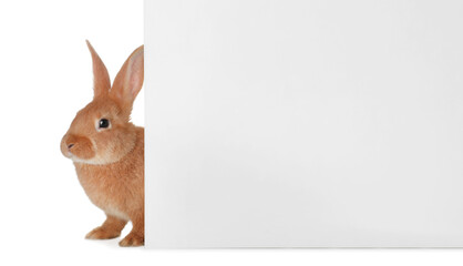 Obraz premium Cute bunny isolated on white. Easter symbol
