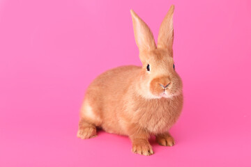 Naklejka na ściany i meble Cute bunny on pink background. Easter symbol