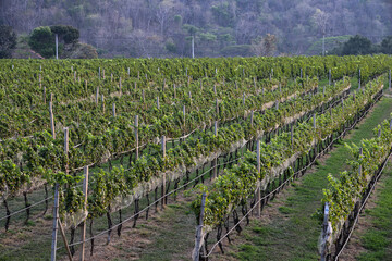 Fototapeta na wymiar Vineyard with rows of grape vines and mountain in the background
