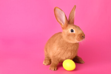Cute bunny and Easter egg on pink background, space for text