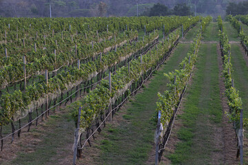 Vineyard with rows of grape vines and mountain in the background