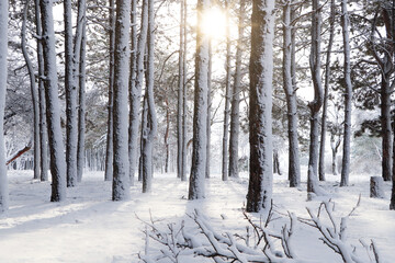 Picturesque view of beautiful forest covered with snow