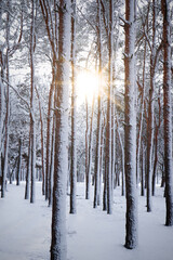 Fototapeta premium Picturesque view of beautiful forest covered with snow