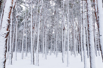 Picturesque view of beautiful forest covered with snow