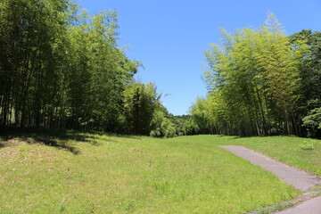 Fototapeta na wymiar 日本の風景　竹林