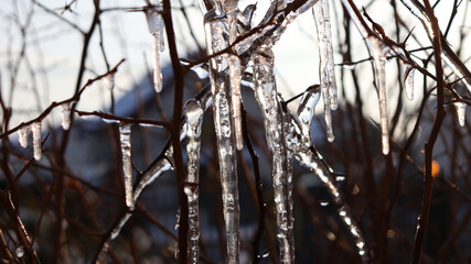 Icicles formed on the bush during the winter's thaw
